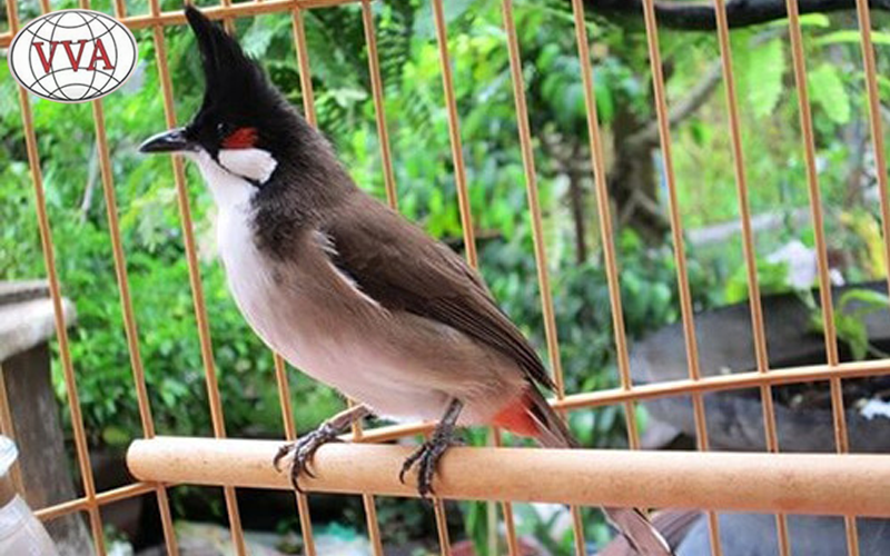 Hình 4: Hành vi của chim chào mào 